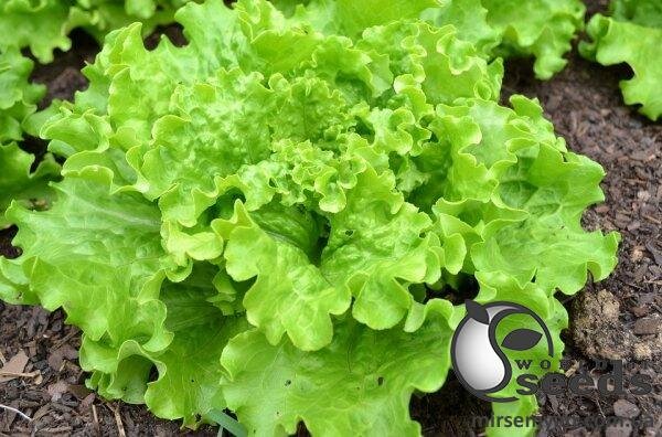 Насіння салату Насіння салату