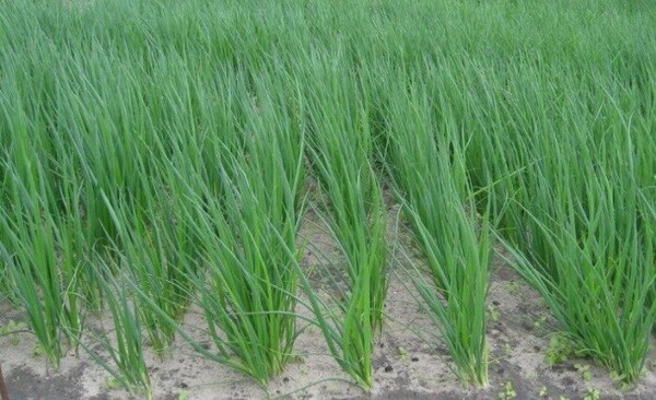 Цибуля на перо  Цибуля на перо