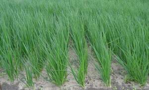 Цибуля на перо "Вулкан / Vulkan" 100 г Kitano/Китано