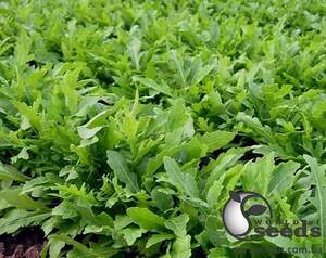 Рукола Грація/Grazia 10 000 с. (Enza Zaden / Енза Заден) Рукола Грація/Grazia 10 000 с. (Enza Zaden / Енза Заден)