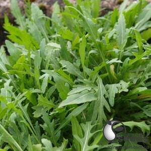 Рукола Грація/Grazia 10 000 с. (Enza Zaden / Енза Заден) Рукола Грація/Grazia 10 000 с. (Enza Zaden / Енза Заден)