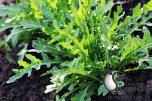 Рукола "Летиція/ Letizia" 10 000 с. (Enza Zaden / Енза Заден)