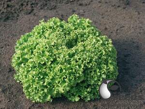 Салат "Естроза/Estrosa" 10 г насіння (Enza Zaden)