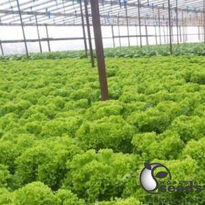 Салат "Естроза/Estrosa" 10 г насіння (Enza Zaden)