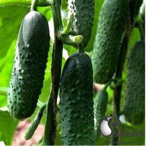 Огірок "Дерія F1 Derya F1" 1000 насінин (Enza Zaden)