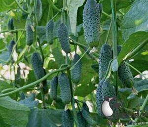 Огірок "Дерія F1 Derya F1" 1000 насінин (Enza Zaden) Огірок "Дерія F1 Derya F1" 1000 насінин (Enza Zaden)