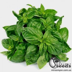 Базилік "Доллі / Dolly" 250 г (Enza Zaden / Енза Заден)