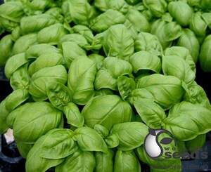 Базилік "Маріан / Marian" 50 г (Enza Zaden / Енза Заден)