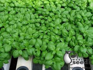 Базилік "Маріан / Marian" 50 г (Enza Zaden / Енза Заден)