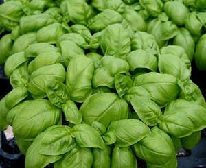 Базилік "Маріан / Marian" 250 г (Enza Zaden / Енза Заден)