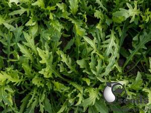 Рукола "Пруденція/Prudenzia" 10 000 с. (Enza Zaden / Енза Заден)