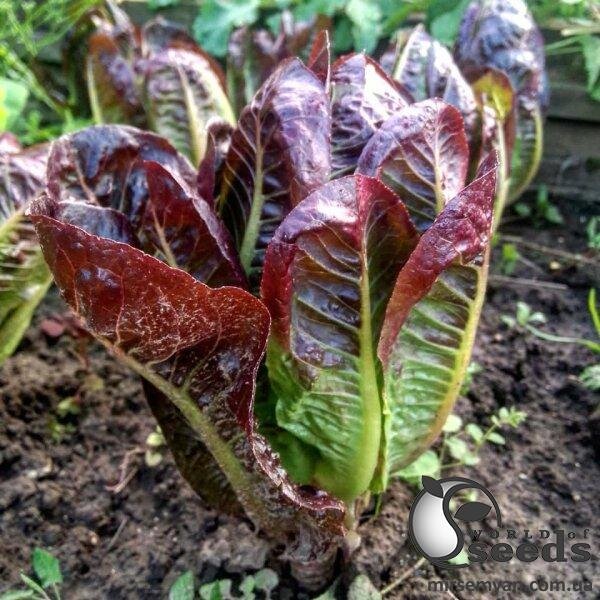 Салат Салат