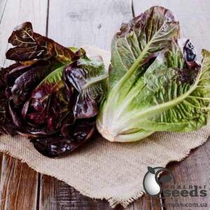 Салат "Мунред/ Munred" 1000 насінин (Enza Zaden) Салат "Мунред/ Munred" 1000 насінин (Enza Zaden)