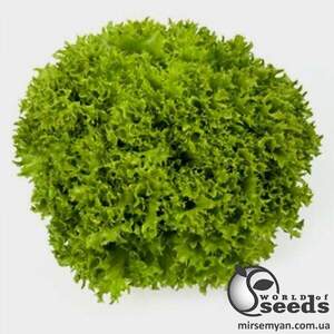 Салат "Дабі/Dabi" 1000 насінин (Enza Zaden)