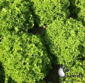 Салат Салат