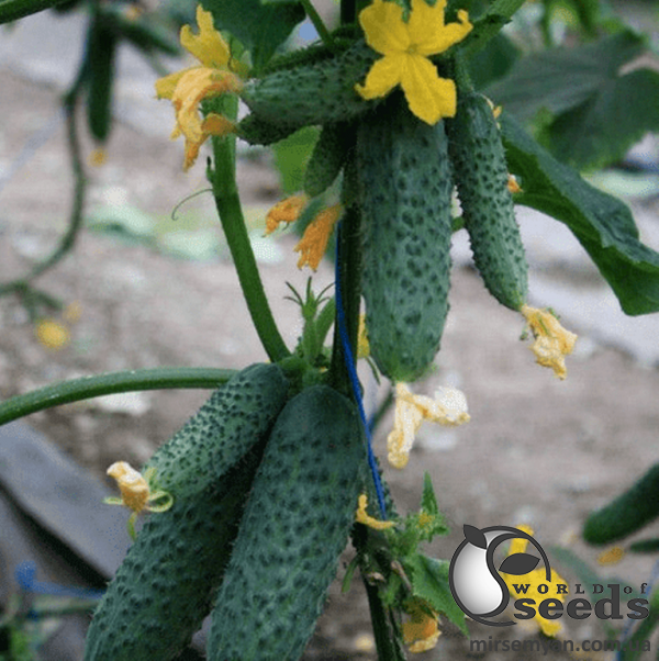 Огірок "Гуннар F1/Gunnar F1" - 1 000 насінин (Enza Zaden) Огірок "Гуннар F1/Gunnar F1" - 1 000 насінин (Enza Zaden)