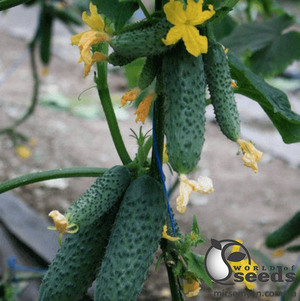 Огірок "Гуннар F1/Gunnar F1" - 1 000 насінин (Enza Zaden)