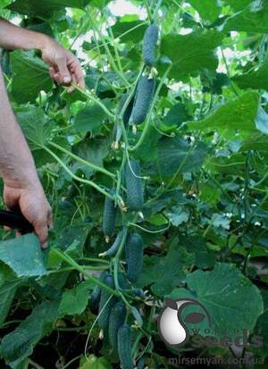 Огірок "Гуннар F1/Gunnar F1" - 1 000 насінин (Enza Zaden) Огірок "Гуннар F1/Gunnar F1" - 1 000 насінин (Enza Zaden)