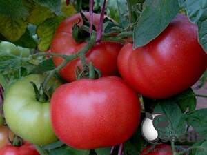 Томат "Дімероза F1 Dimerosa F1" 250 насінин (Enza Zaden)