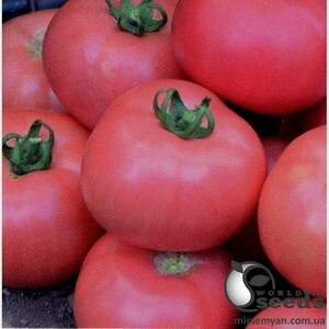Томат "Дімероза F1 Dimerosa F1" 250 насінин (Enza Zaden)