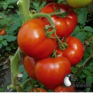 Томат "Берберана F1/ Berberana F1" 1 000 семена (Enza Zaden / Енза Заден)