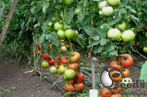 Томат "Берберана F1/ Berberana F1" 1 000 семена (Enza Zaden / Енза Заден)
