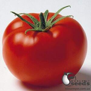 Томат "Джем F1/ Jam F1" 100 семена Ергон (Ergon seeds)