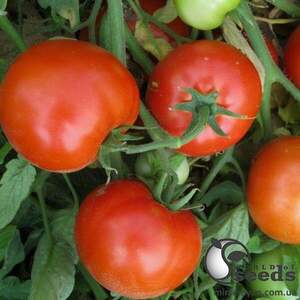 Томат "Джем F1/ Jam F1" 100 семена Ергон (Ergon seeds)