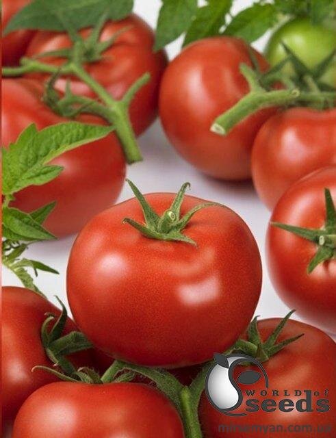 Томат " Ронда F1 / Ronda F1" 100 семена Ергон (Ergon seeds) Томат " Ронда F1 / Ronda F1" 100 семена Ергон (Ergon seeds)