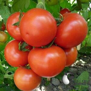 Томат " Ронда F1 / Ronda F1" 100 семена Ергон (Ergon seeds)