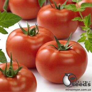 Томат Томат