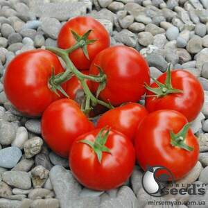 Томат "Пріос F1/ Prios F1" 100 семена Ергон (Ergon seeds)