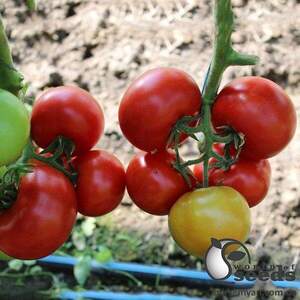 Томат Томат