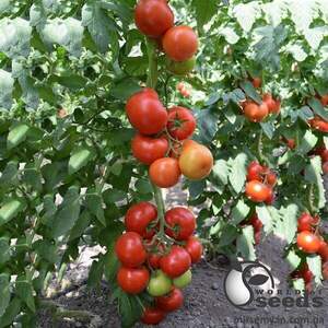 Томат "Пріос F1/ Prios F1" 100 семена Ергон (Ergon seeds)