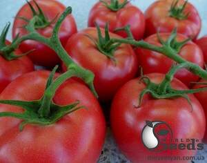 Томат "Пінк Делайт F1 / Pink Delight F1" 100 семена Ергон (Ergon seeds)