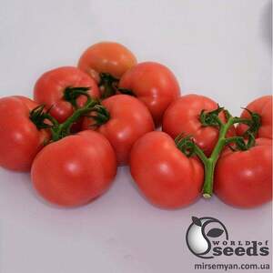 Томат "Пінк Делайт F1 / Pink Delight F1" 100 семена Ергон (Ergon seeds)