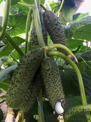 Насіння огірка "Унікум F1/Unikum F1" 1 000 с. Lark Seesd USA