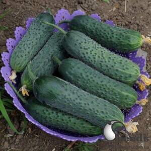 Насіння огірка "Унікум F1/Unikum F1" 1 000 с. Lark Seesd USA