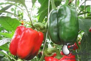 Насіння перцю "Трік F1" 500 с. Lark Seesd USA