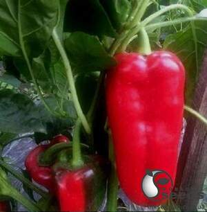 Насіння перцю "Приз F1" 500 с. Lark Seesd USA