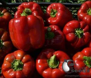 Насіння перцю "Том F1" 500 с. Lark Seesd USA