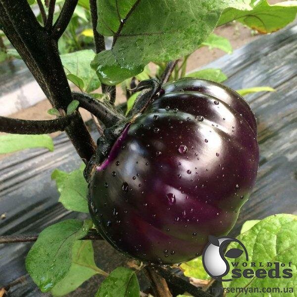 Баклажан Джаз F1, 100 нас. (Lark Seesd USA) Баклажан Джаз F1, 100 нас. (Lark Seesd USA)