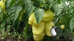 Насіння перцю Насіння перцю