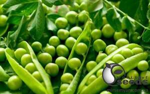 Горох "Кінгсайз F1" 2 500 семена Lark Seesd USA