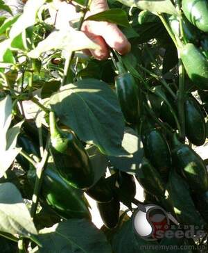 Насіння перцю гострого "1851 F1" 500 с. Lark Seesd USA