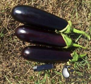 Баклажан Мірінда F1, 1 000 нас. (Lark Seesd USA) Баклажан Мірінда F1, 1 000 нас. (Lark Seesd USA)