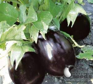 Баклажан Валіза F1, 1 000 нас. (Lark Seesd USA)