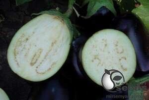 Баклажан Валіза F1, 1 000 нас. (Lark Seesd USA) Баклажан Валіза F1, 1 000 нас. (Lark Seesd USA)