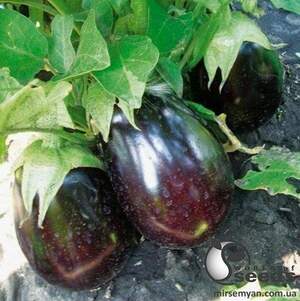 Баклажан Валіза F1, 1 000 нас. (Lark Seesd USA) Баклажан Валіза F1, 1 000 нас. (Lark Seesd USA)