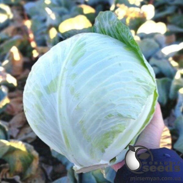 Насіння капусти Насіння капусти